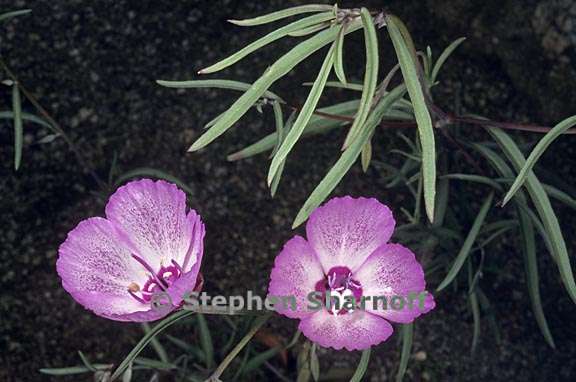 clarkia cylindrica ssp clavicarpa 2 graphic